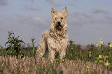 BOUVIER DES ARDENNES 215